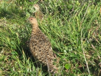 ptarmigan